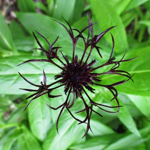 Black Sprite centaurea, almost black spidery flower against green leaves