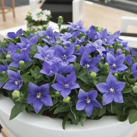 Platycodon Astra Blue, purple-blue five-petaled flowers, pointed petals