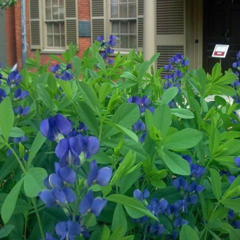 Baptisia australis, blue pea flowers and green foliage