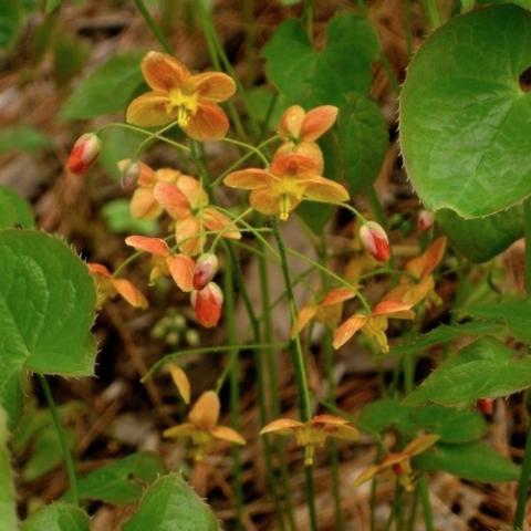 Epimedium Orange Konigin, orange and yellow flowers, green leaves