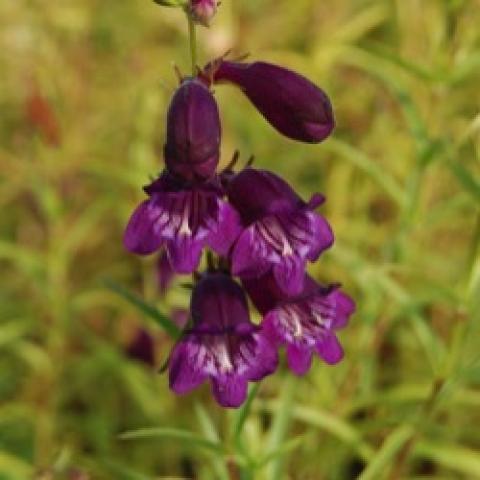 Penstemon Pikes Peak Purple, very purple tubular flowers