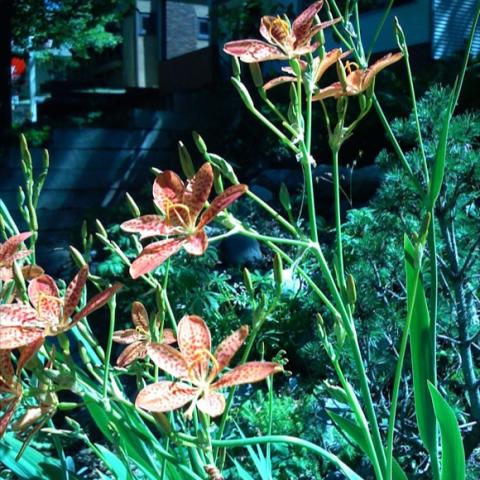 Belamcanda chinensis, yellow and orange spotted orchid-like flowers