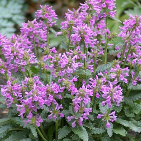 Dwarf betony, pink flower spikes