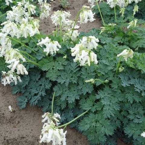 White bleeding heart with blue-green fine foliage