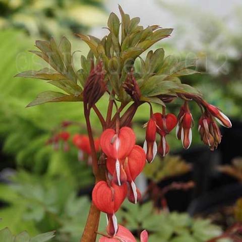 Dicentra Valentine, dark red hearts split to see white, dark foliage and stems