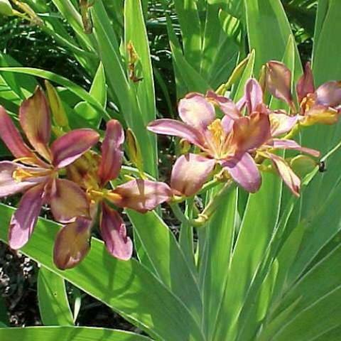 Dazzler Candy Lily, mauve petals, gold throats, green iris leaves