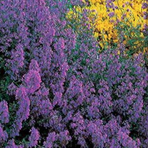 Nepeta nervosa, lots of blue-lavender flowers