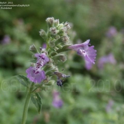 Nepeta Little Trudy, blue-violet flowers close up