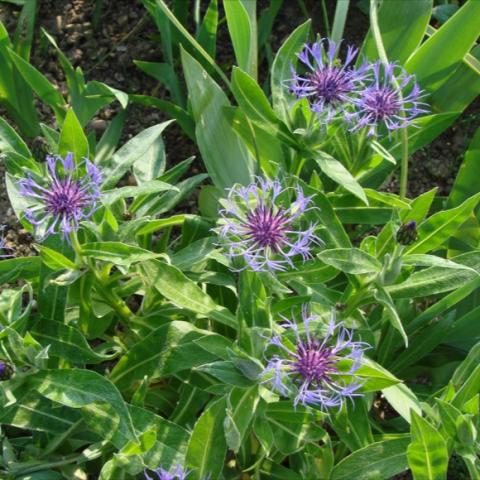 Centaurea montana, green leaves, blue and purple flowers