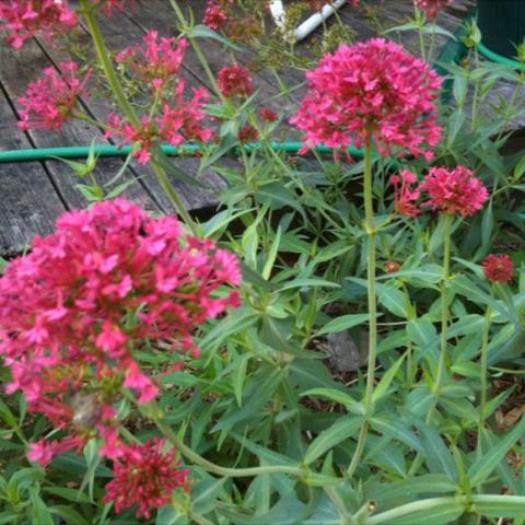Centranthus ruber, pinkish red clusters of blooms on upright green plants