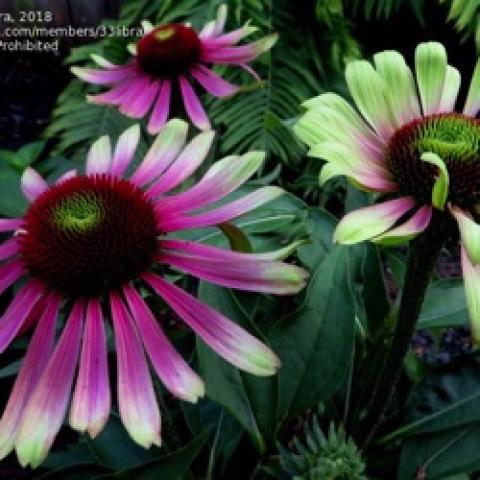 Echinacea Green Twister, light green-tipped petals on pink coneflowers, curved up petals