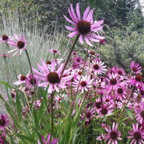 Echinacea tennesseensis, pink up-curved petals
