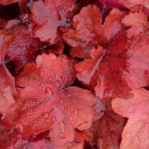 Heuchera Fire Alarm. Scarlet red lobed leaves.