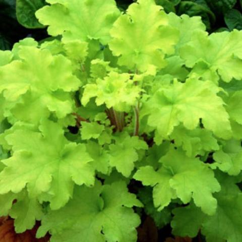 Heuchera Lime Marmalade, bright yellow-green lobed leaves