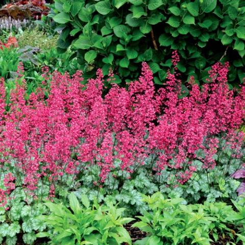 Heuchera Paris, dark pink flowers over silvery green foliage