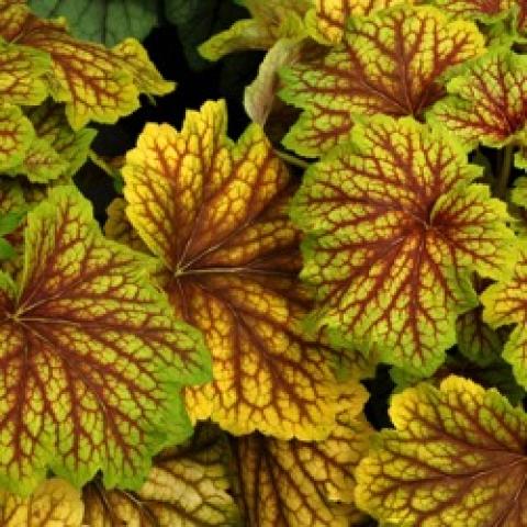 Heuchera Red Lightning, yellow-green leaves with dark red veins
