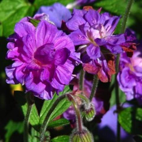 Geranium himalayense Plenum, purple flowers
