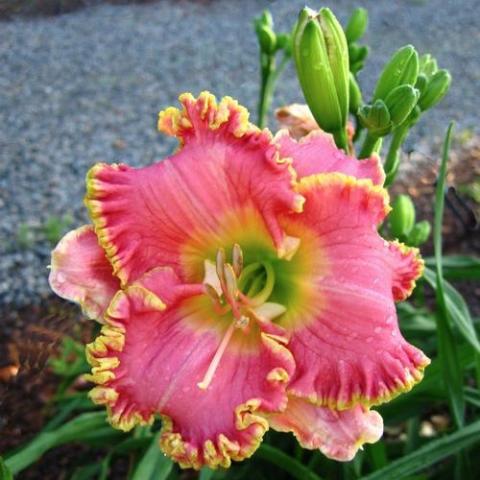 Diva's Choice daylily, pink recurved with yellow frilly edges 
