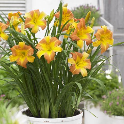 EveryDaylily Yellow Punch, small flowers, two-tones of yellow