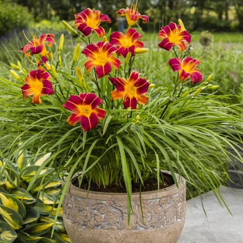EveryDaylily Red Ribs, small flowers, red with gold throat