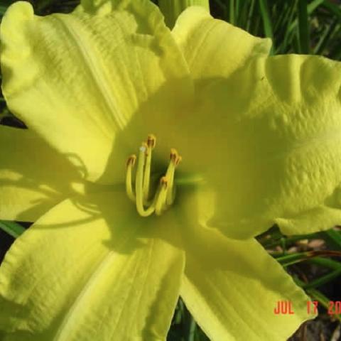 Hemerocallis Laura Ingalls Wilder, yellow bright flower