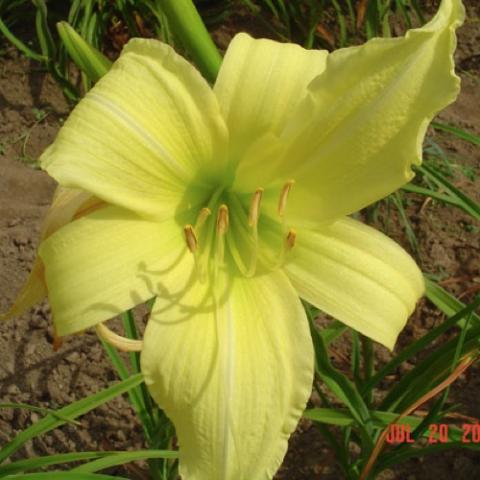 Hemerocallis Lemon Hager, yellow single