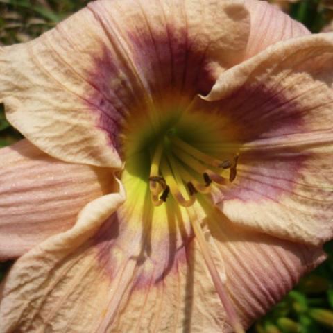 Hemerocallis Maude's Valentine, buff with a purple eye zone and yellow throat