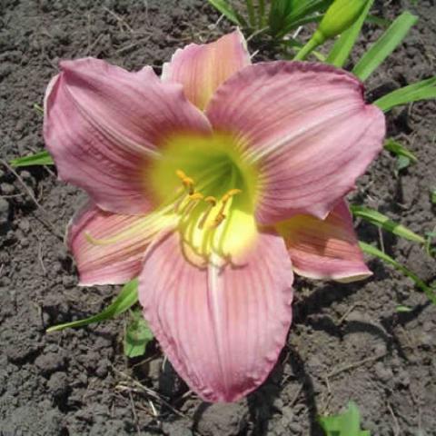 Hemerocallis Misty Lavender, pale purple with a green throat