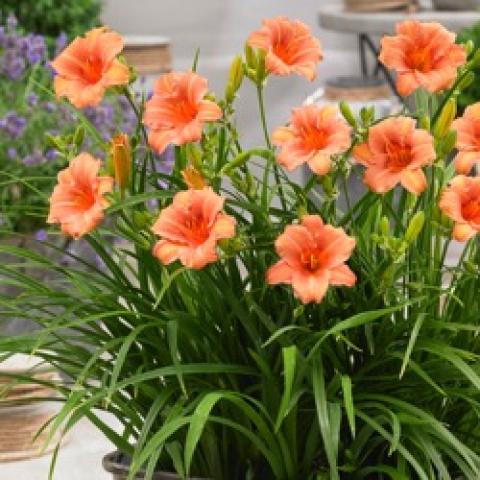 Hemerocallis EDL Pink Wing, peach to pink small flowers