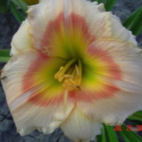 Hemerocallis Siloam Ethel Smith, almost white petals, multicolor eye in pink yellow-green