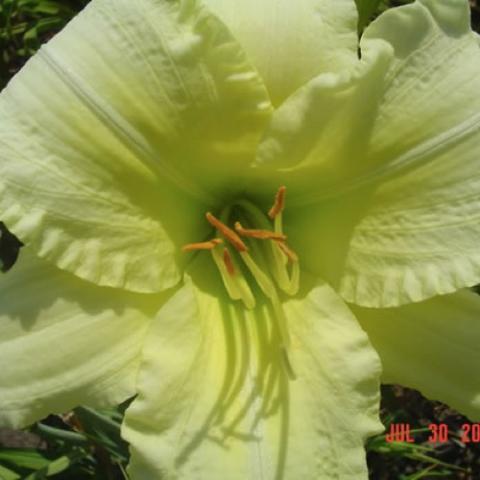Hemerocallis So Lovely, light yellow to yellow-green with ruffled edges