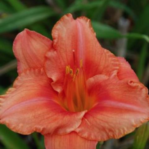 South Seas daylily, melon to orange bloom