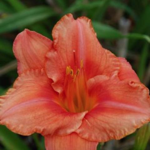 South Seas daylily, melon to orange bloom