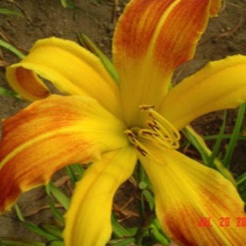 Hemerocallis Spindazzle, yellow and rusty spider-form flower