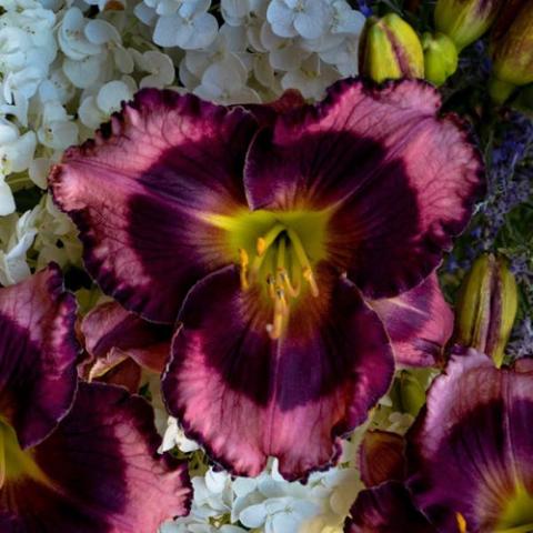 Hemeocallis Storm Shelter, purple and dark purple with a green throat