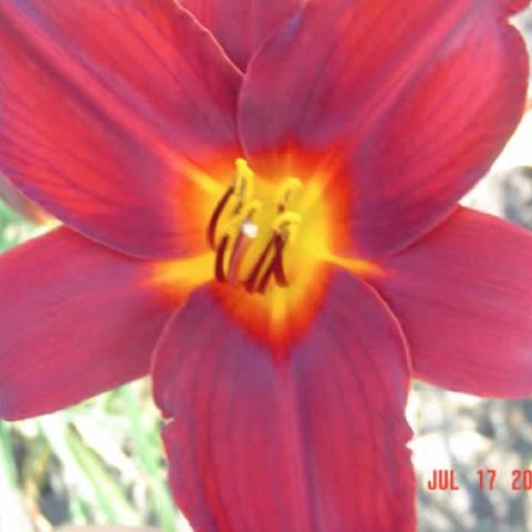 Hemeocallis Summer Flair, plum-red with a gold throat