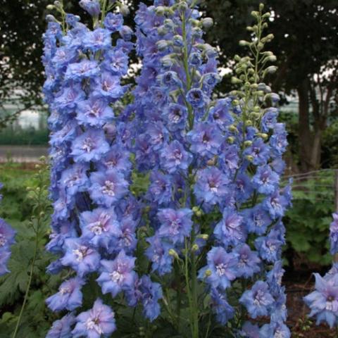 Delphinium Blue Lace, towers, of blue-lavender flowers