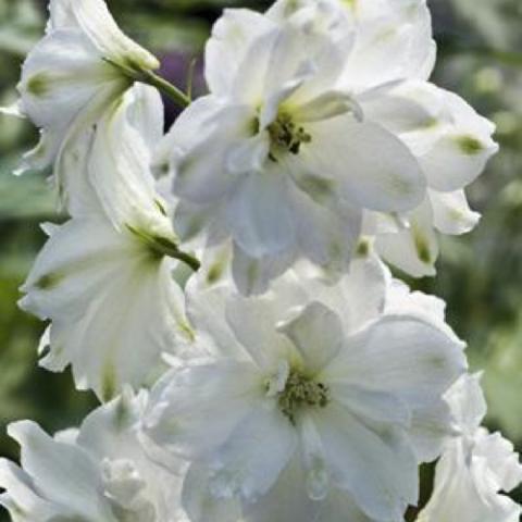 Delphinium Double Innocence, white double flowers on a vertical spike