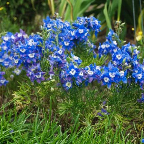 Delphinium Summer Cloud, blue flowers with white eyes
