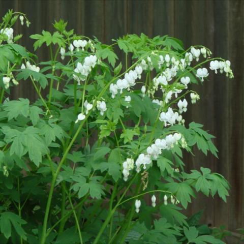 Dicentra spectabilis alba, white heart-shaped flowers on arching stems