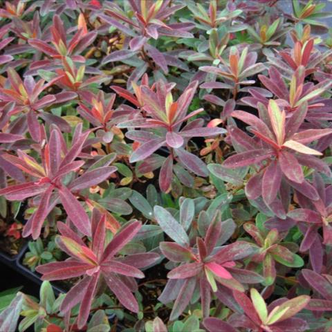 Euphorbia 'Bonfire,' many long reddish leaves among gray-green