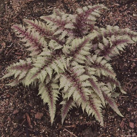 Pictum Regal Red fern, gray to dark red leaves