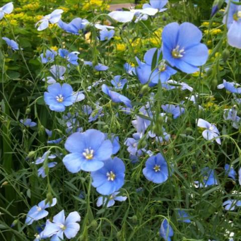 Linum perenne, sky-blue single flowers on airy foliage