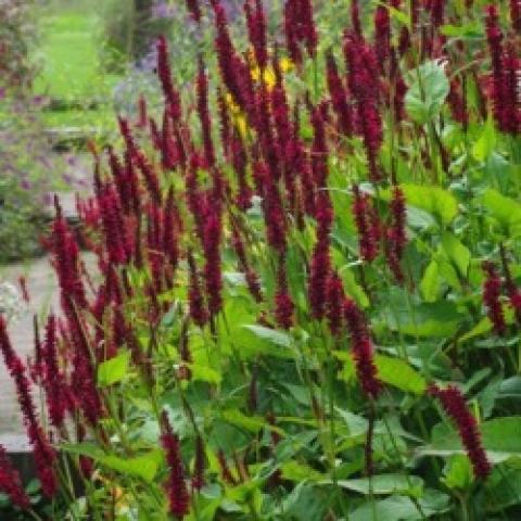 Persicaria Blackfield, narrow spikes of dark red flowers, green leaves