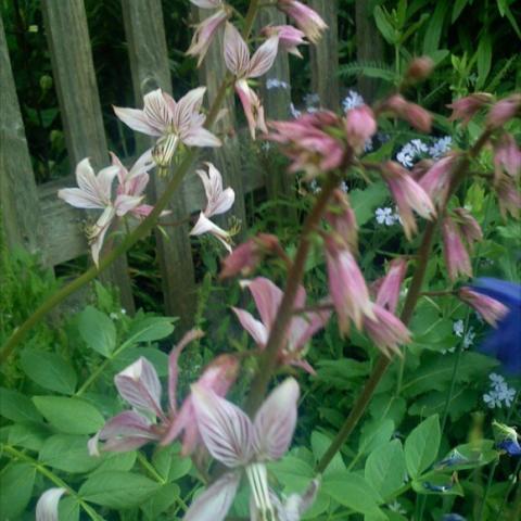 Dictamnus albus 'Pink', odd blooms