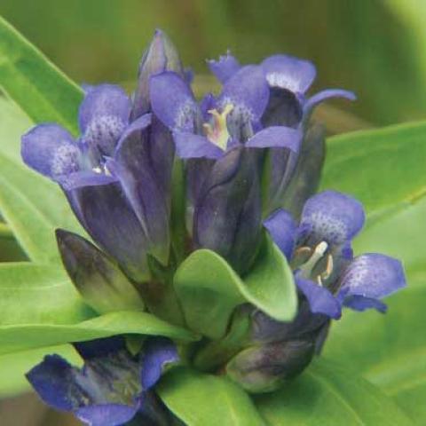 Gentiana cruciata, blue-violet tubular flowers, upfacing
