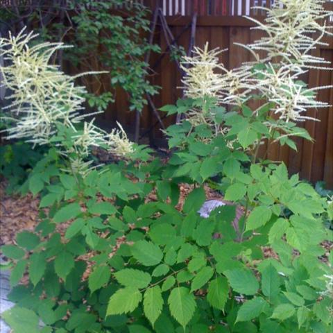 Aruncus dioicus, green leaves and with white astilbe-like flowers
