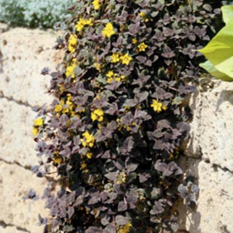 Lysimachia Midnight Sun, almost black foliage and yellow flowers