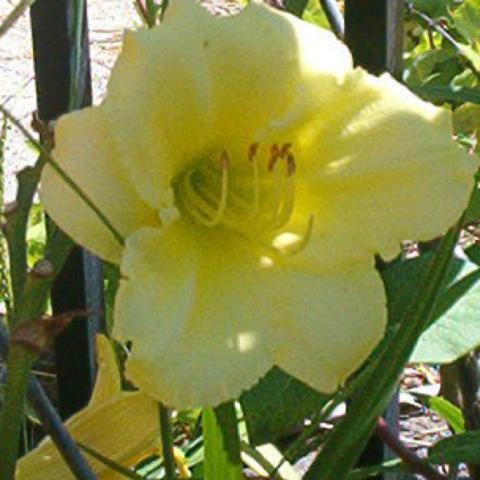 Hemerocallis 'Ice Carnival', lightest yellow single daylily