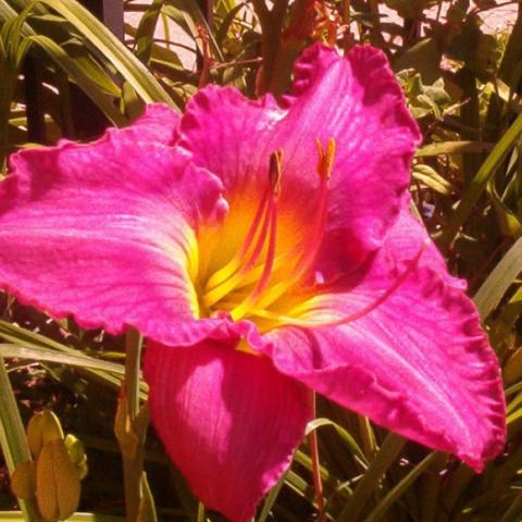 Hemerocallis 'Purple d'Oro', pinkish purple daylily with yellow throat